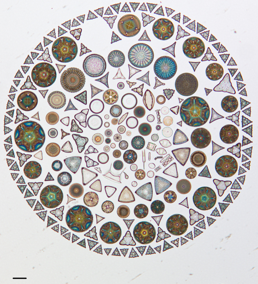 Actual diatoms arranged on a microscope slide, from the California Academy of Sciences collection 