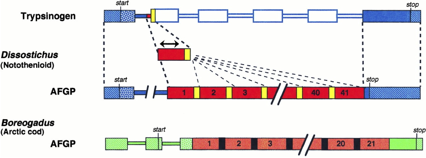 Discontinuous steps in the origin of antifreeze genes (figure from Logsdon and Doolittle, 1997). 
